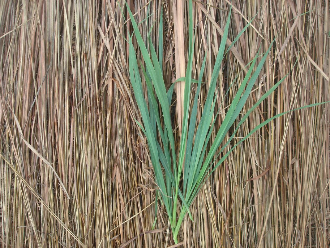 Sinda (citronnelle)