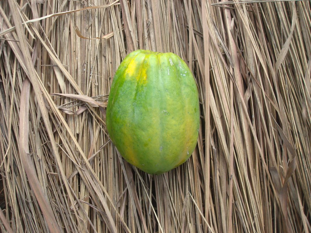 Papaye